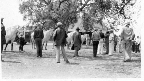 Judging Percheron Draft Horses