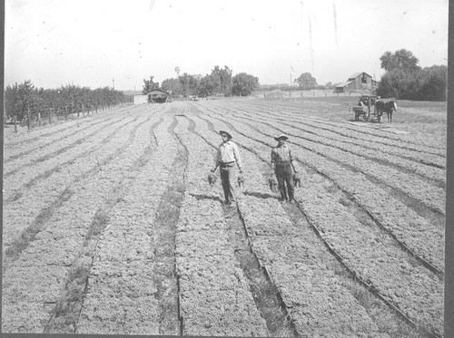 Raising Drying in Kings County