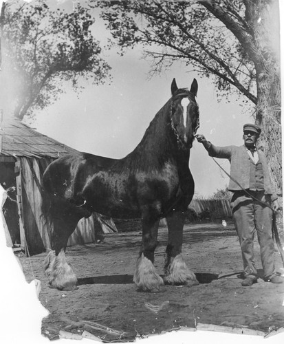 Man with Draft Horse