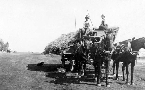 Sorghum wagon with a load