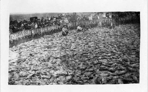 Fresno jackrabbit harvest 1893 California