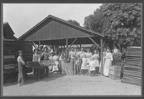 Peach Drying in Kings County