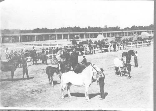 Horse Judging at Kings County Fair