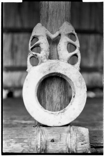 Shell valuable. Tridacna gigas clam. Ring with two anthropomorphic figures