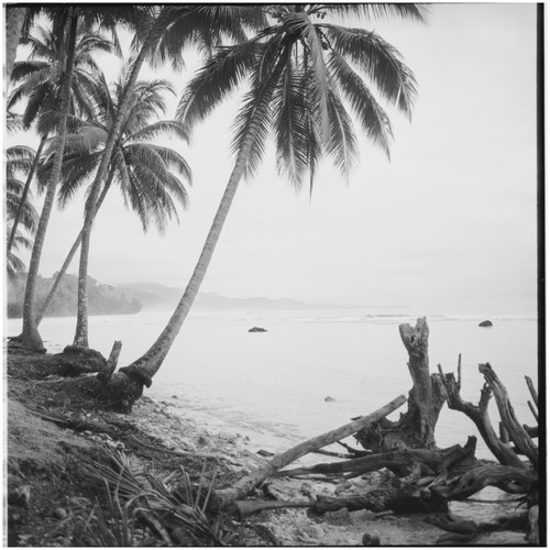 Trees on the shore