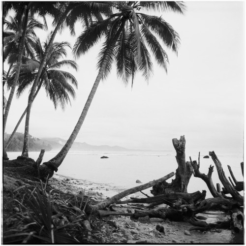 Trees on the shore