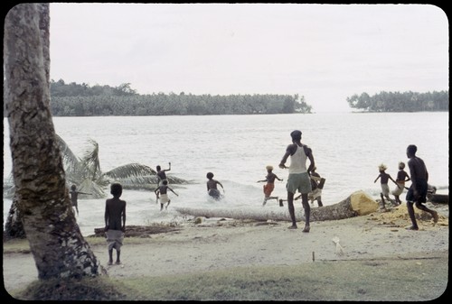 Felled coconut palm