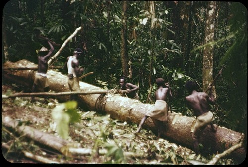 Men chopping tree