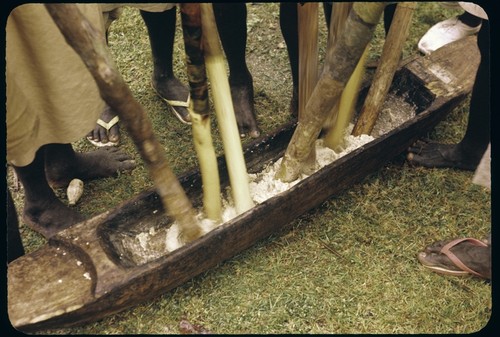 Men mashing up taro root