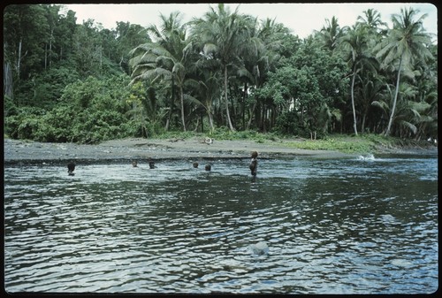 People swimming at the shore