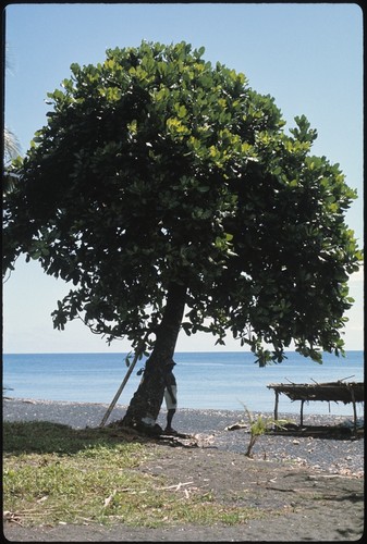 Man below tree