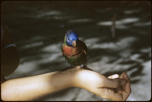 Lorikeet