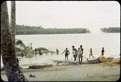 Felled coconut palm