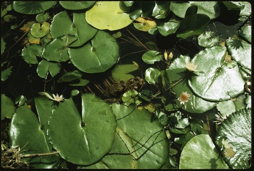 Lily pads