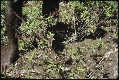 Man with branches of bush