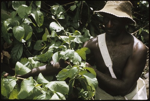 Man with branches of bush