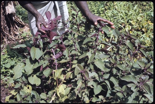 Man with plant