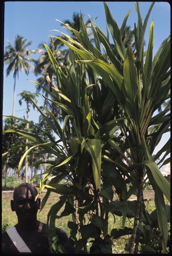 Man with large plant