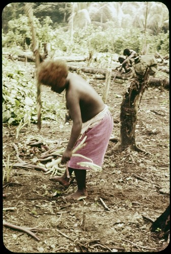 Woman planting taro