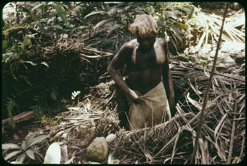 Man gathering eggs out of megapode nest