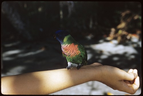 Lorikeet