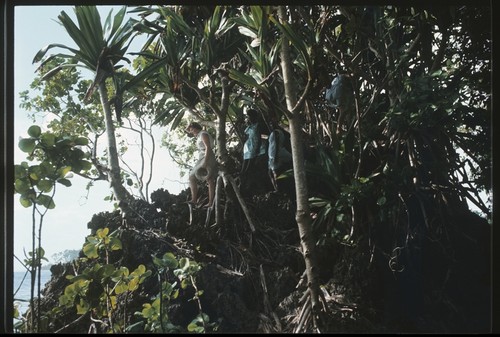 Frances Harwood and others in forest on edge of a cliff