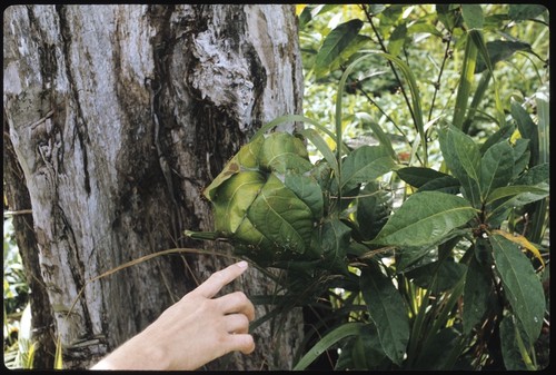 Man pointing at plant