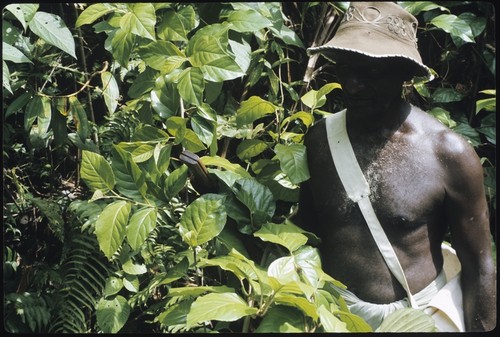 Man with branches of bush