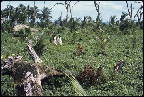 People in a garden