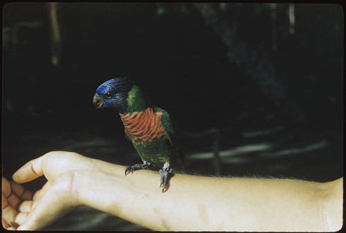 Lorikeet