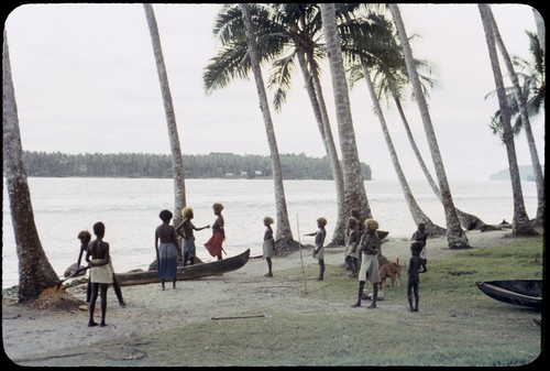 Chopping a coconut palm