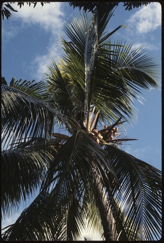 Coconut palm tree