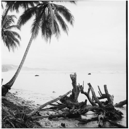 Trees on the shore