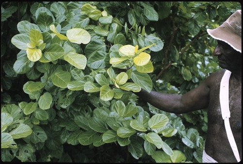 Man with branches of bush