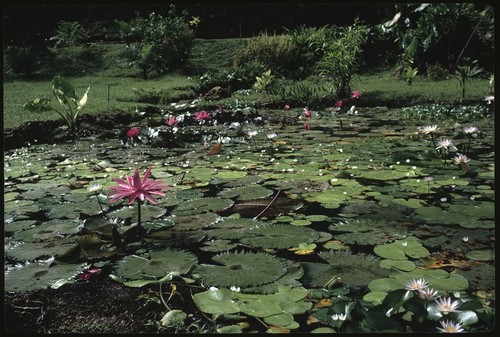 Lilypad pond