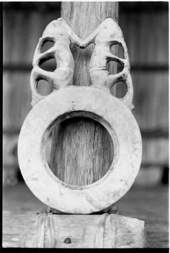 Shell valuable. Tridacna gigas clam. Ring with two anthropomorphic figures