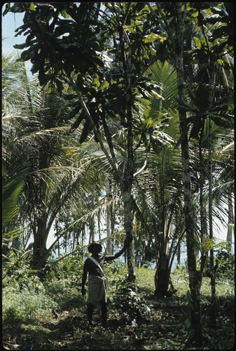 Man below tree