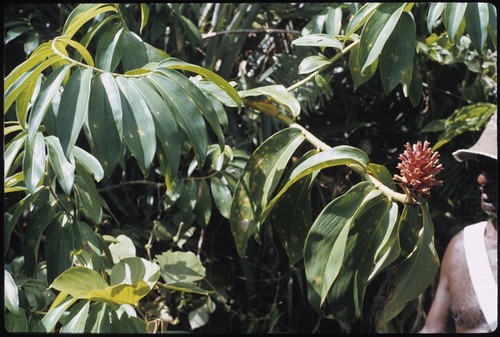 Man with branches of tree