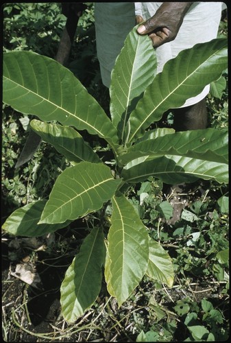 Man with plant