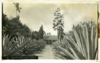 Avenue of century plants lining the entrance to the Toberman homestead, Los Angeles, circa 1886