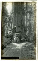 Horse-drawn carriage in Wawona Tree tunnel in Mariposa Grove, Yosemite National Park, circa 1900