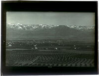 View of orange orchards from Smiley Heights, Redlands, circa 1895