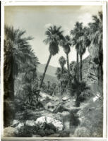 Boulders and palm trees in a Palm Canyon, Agua Caliente Indian Reservation, circa 1901