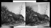 Unidentified building (adobe?) with century plants, California, circa 1915-1925