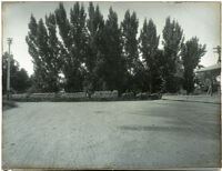 Horse-drawn wagons filled with grain on their way to a depot, Chico, circa 1920