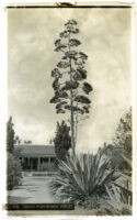 Century plant in bloom in front of a house on Pico Street, Los Angeles