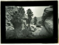 Boulders and palm trees in Palm Canyon near Palm Springs, Agua Caliente Indian Reservation , circa 1901