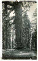 Grizzly Giant sequoia in Mariposa Grove, Yosemite National Park, circa 1900