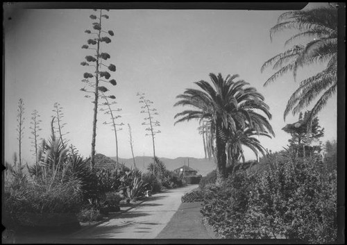 Postcard view of Palisades Park with palm tree and century plants, Santa Monica, circa 1915-1925