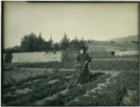 Monk tilling the garden at Mission Santa Barbara, Santa Barbara, 1898